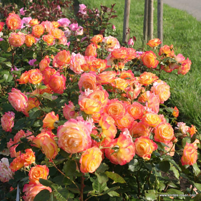 GARTENSPASS®
